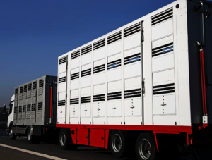 carretera transporte animales vivos