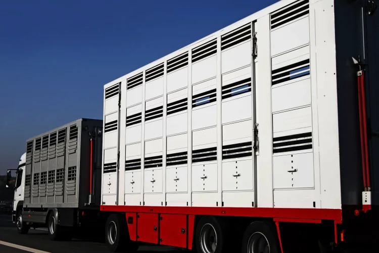 carretera transporte animales vivos